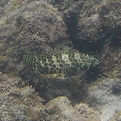Epinephelus merra