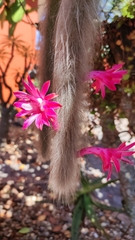 Cleistocactus colademononis