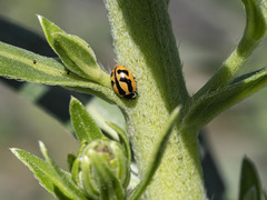 Coccinella miranda