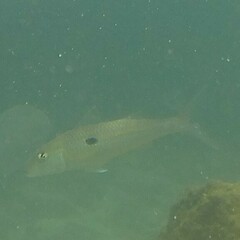 Mulloidichthys flavolineatus