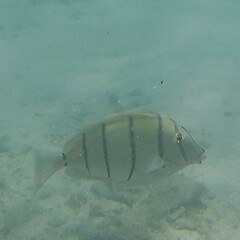 Acanthurus triostegus