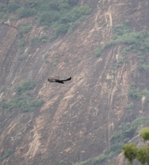 Ictinaetus malaiensis