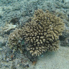 Acropora tenuis