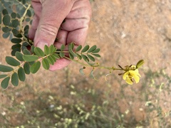 Senna italica