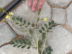 Senna italica
