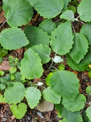 Pericallis aurita image