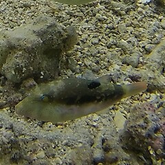 Canthigaster bennetti