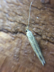 Coleophora versurella