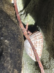 Scutellastra peronii