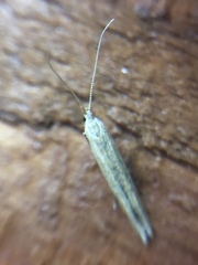 Coleophora versurella