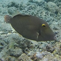 Cantherhines dumerilii