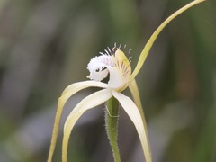 Caladenia pholcoidea pholcoidea