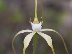 Caladenia pholcoidea pholcoidea