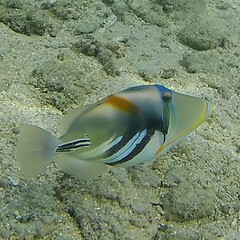 Rhinecanthus aculeatus