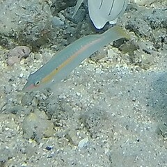 Halichoeres scapularis