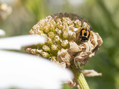 Coccinella miranda