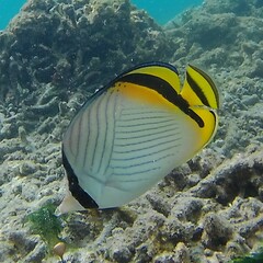 Chaetodon vagabundus