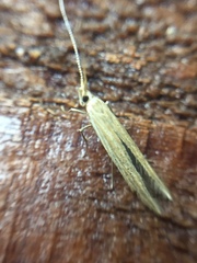 Coleophora versurella