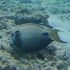 Acanthurus tennentii