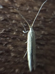 Coleophora versurella