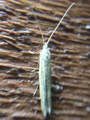 Coleophora versurella