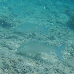 Crenimugil crenilabis