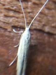 Coleophora versurella