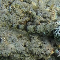 Synodus dermatogenys