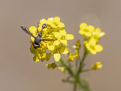 Physocephala biguttata