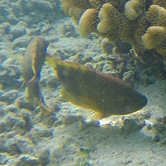 Cheilinus trilobatus