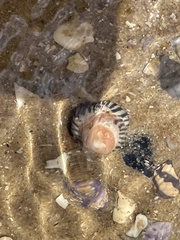 Bembicium nanum
