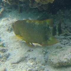 Cheilinus trilobatus