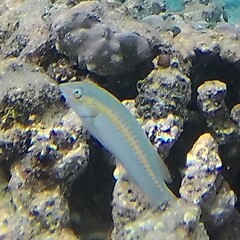 Halichoeres scapularis