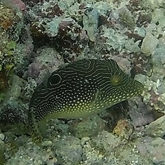 Canthigaster petersii