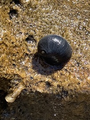 Nerita melanotragus