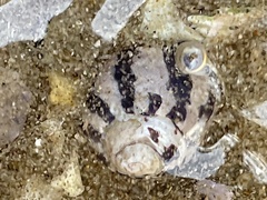 Austrocochlea porcata