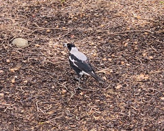 Gymnorhina tibicen