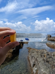 Pomacentrus coelestis