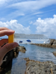 Pomacentrus coelestis