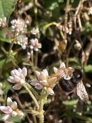Bombus eximius
