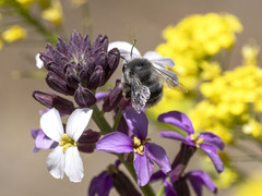 Anthophora alluaudi