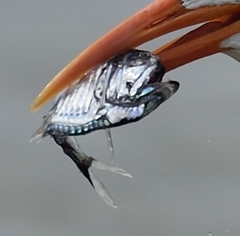 Argyropelecus aculeatus