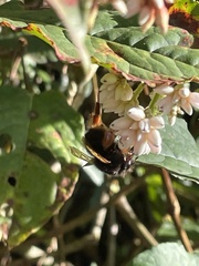 Bombus eximius
