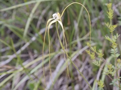 Caladenia pholcoidea pholcoidea