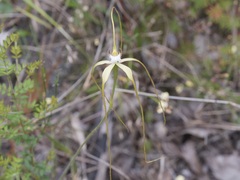 Caladenia pholcoidea pholcoidea