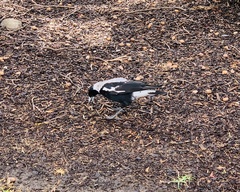 Gymnorhina tibicen