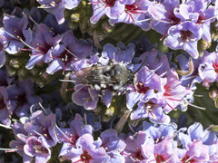 Melecta curvispina
