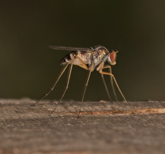 Arachnomyia
