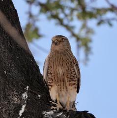 Falco rupicoloides