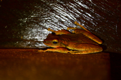 Polypedates megacephalus